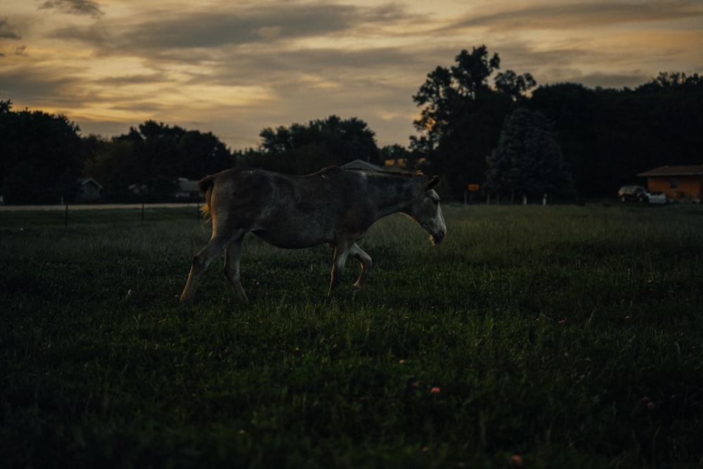 cheval blanc et brun sur le champ d’herbe verte au coucher du soleil