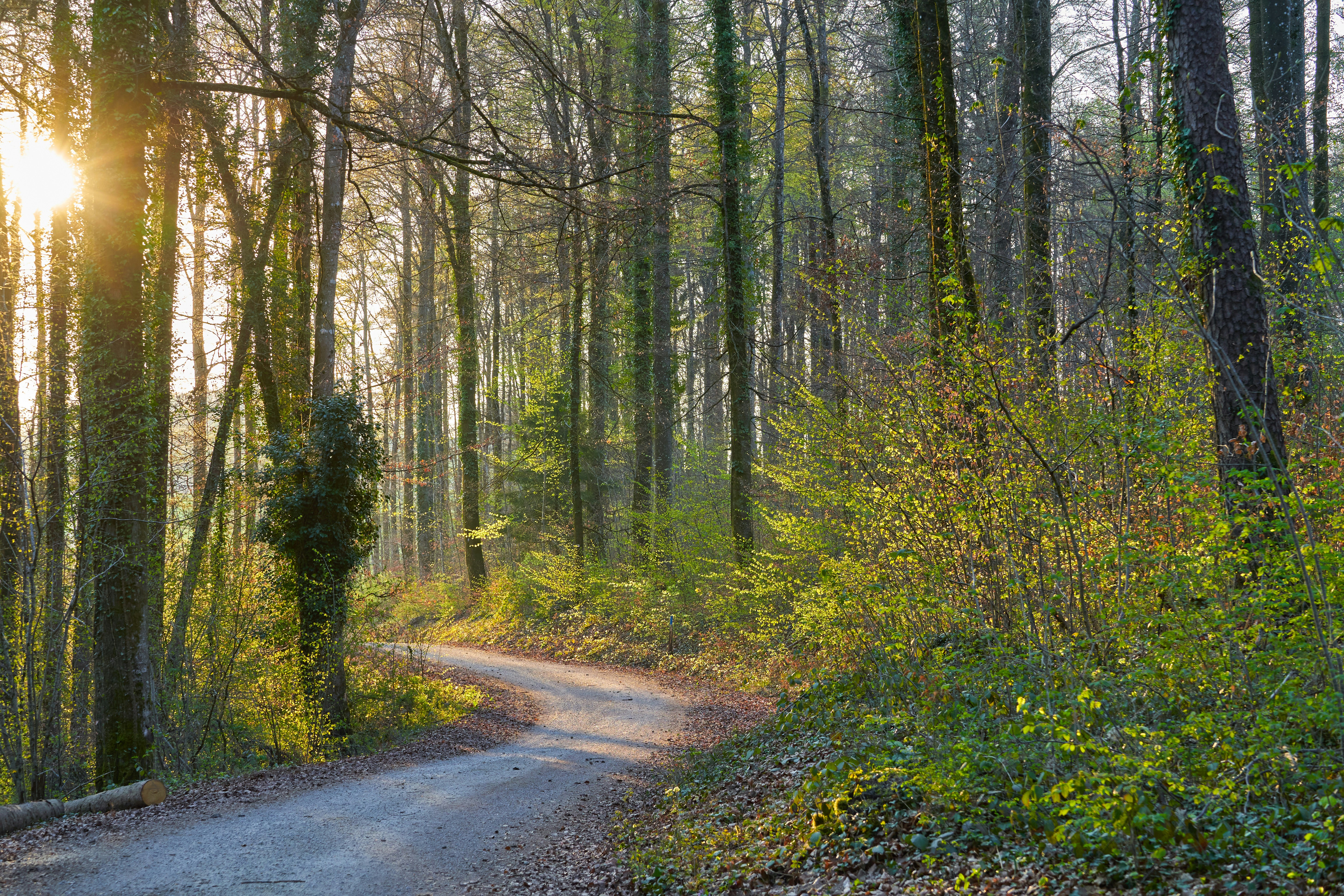 Photo by wolfgang_hasselmann