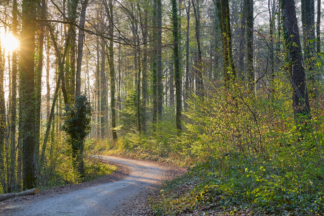 gray road in between green trees during daytime