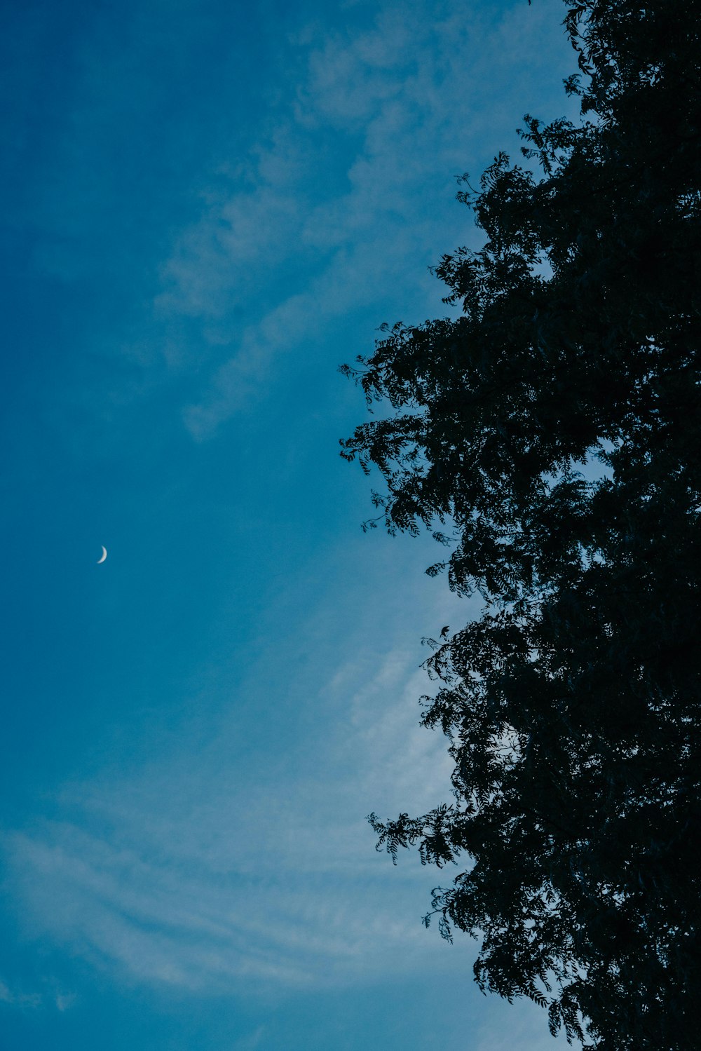 árvore verde sob o céu azul durante o dia