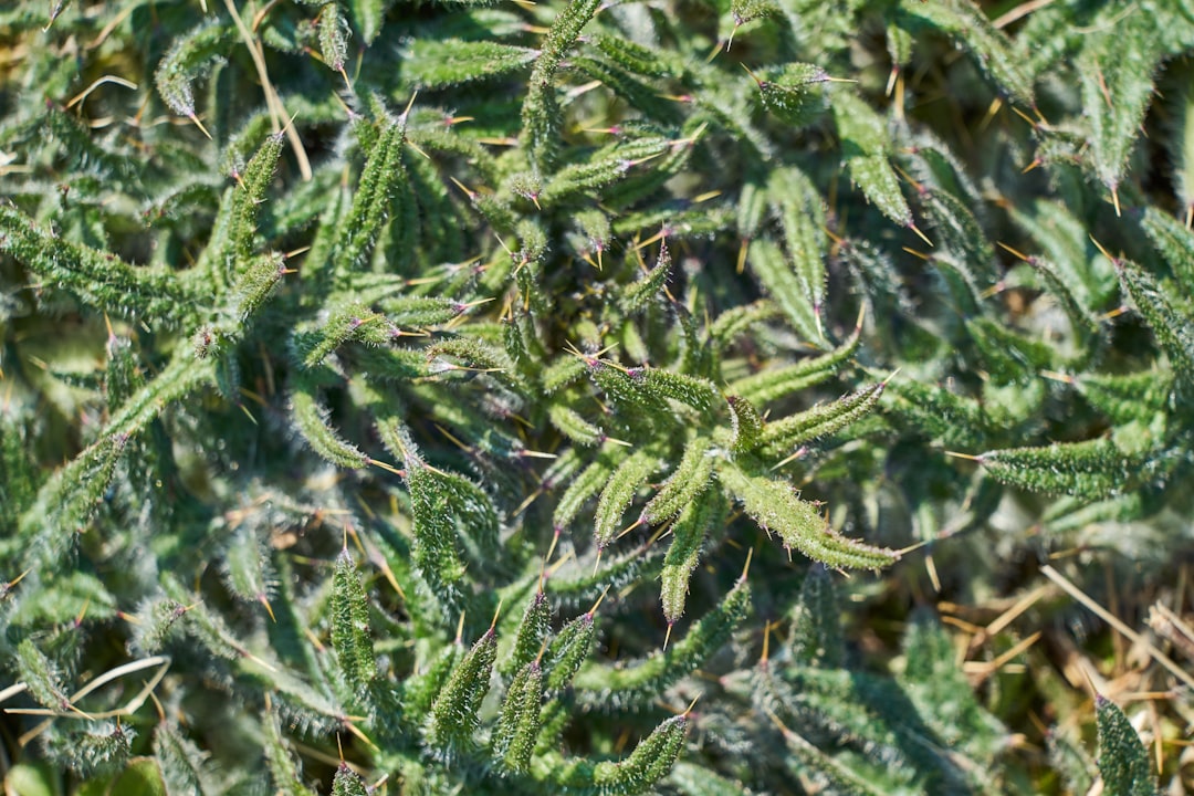 green pine tree during daytime