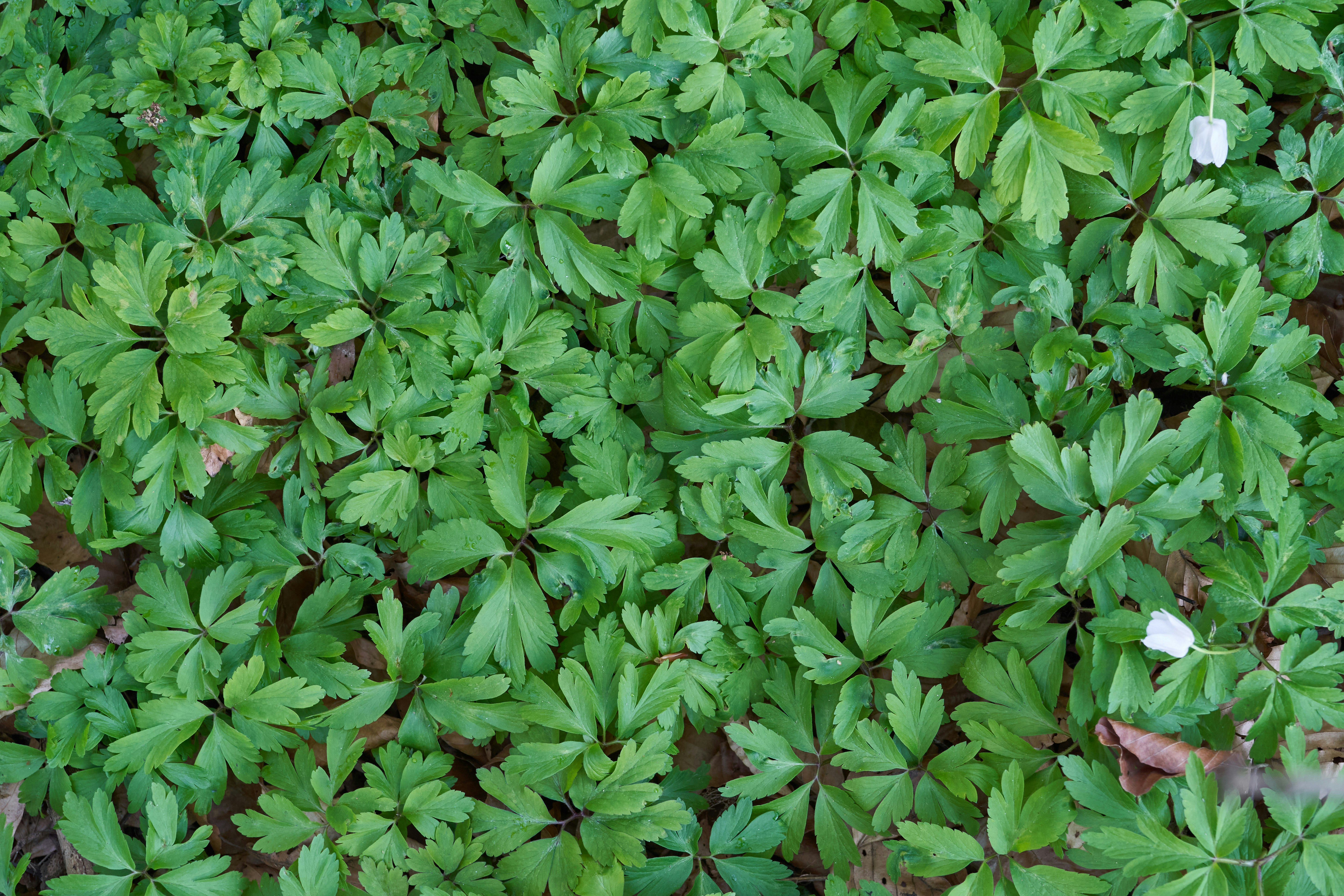 Photo by wolfgang_hasselmann