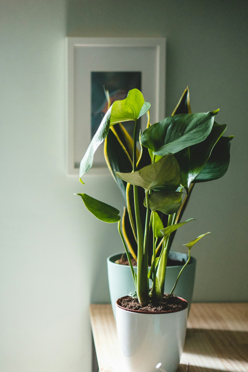 green plant on white ceramic pot