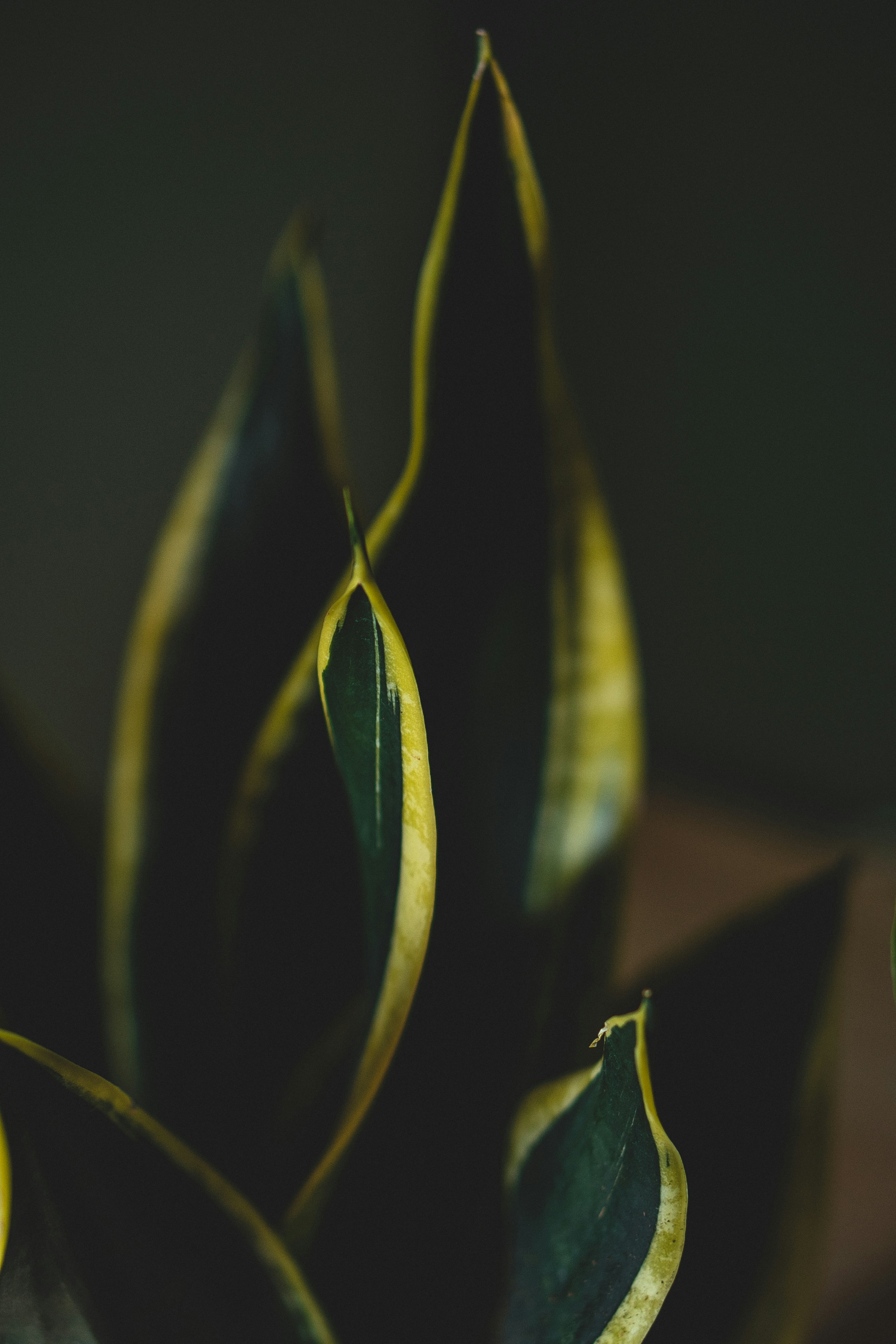 Photo by maahidphotos