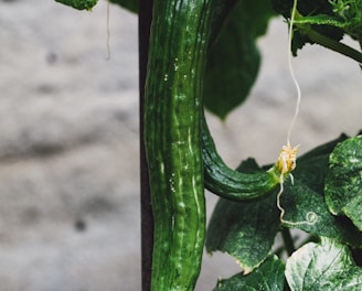 green vegetable with yellow flower