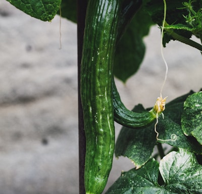 green vegetable with yellow flower