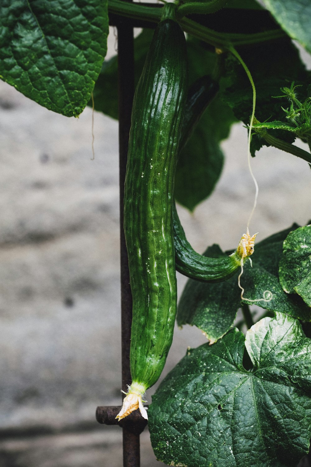 green vegetable with yellow flower