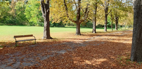 brown and green trees on green grass field during daytime in Prater Austria