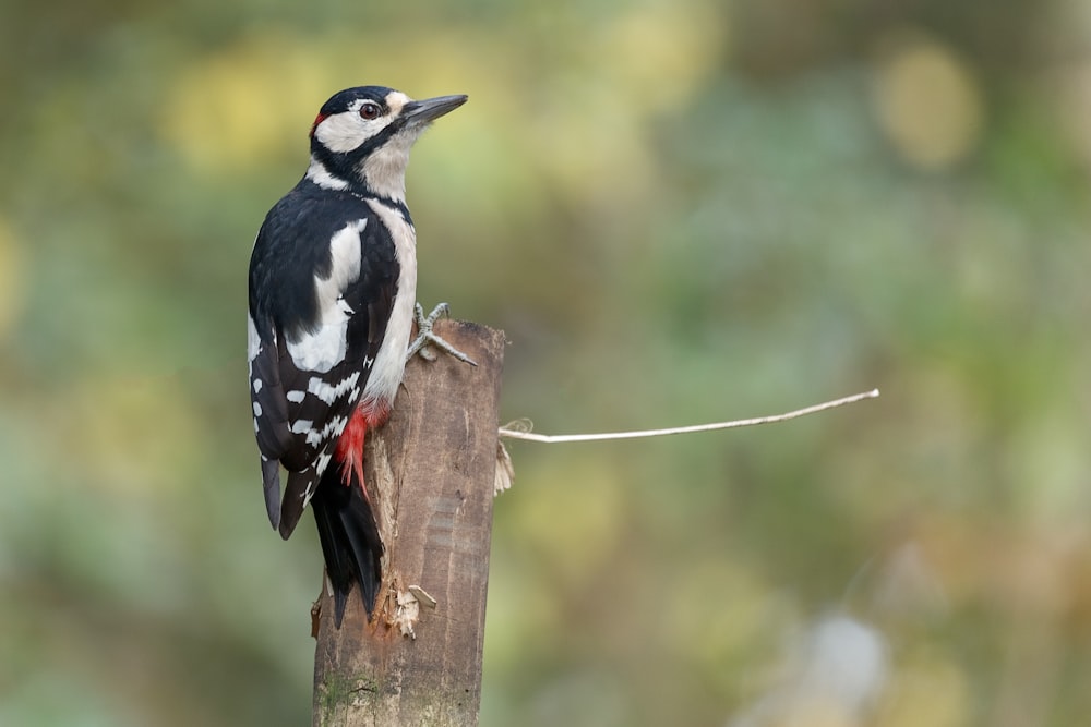 black white and red bird on brown tree branch