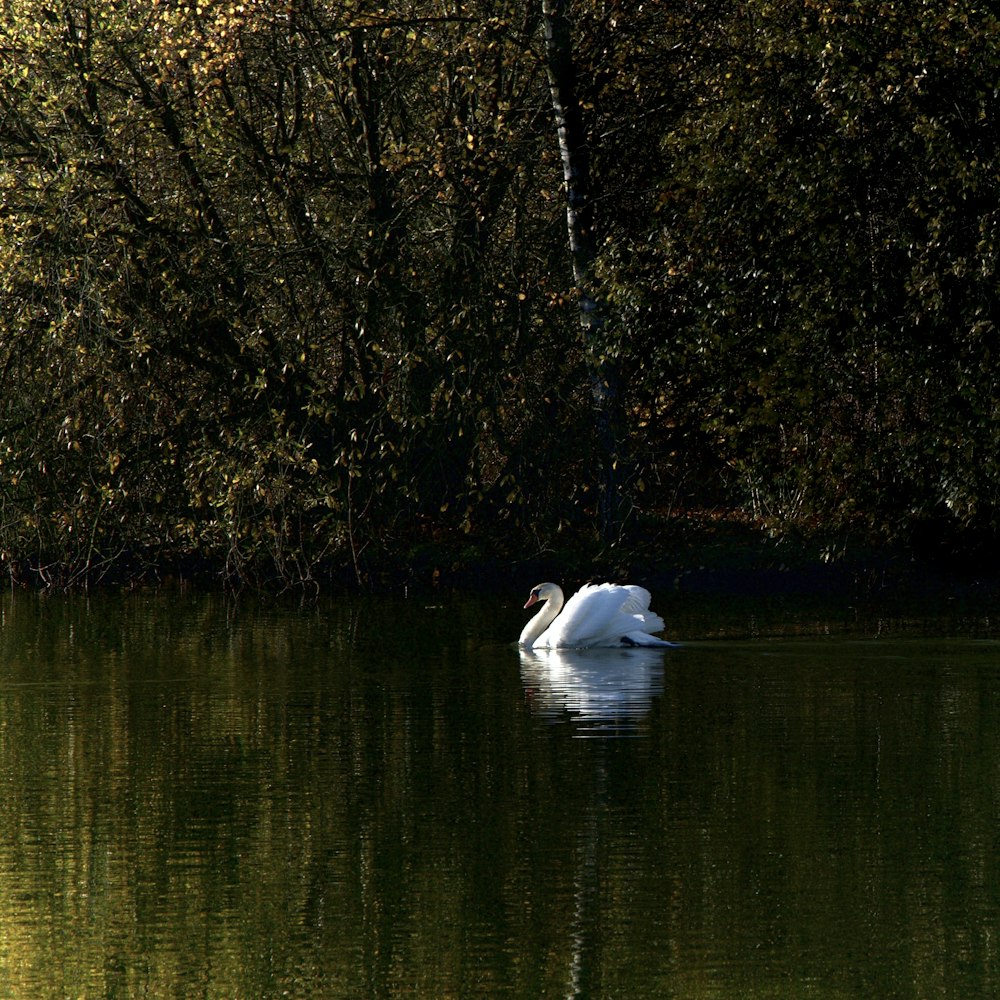 white swan on lake during daytime