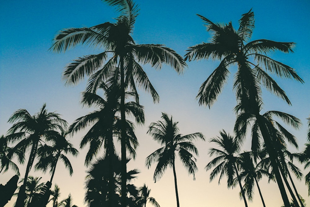 green palm trees under blue sky during daytime