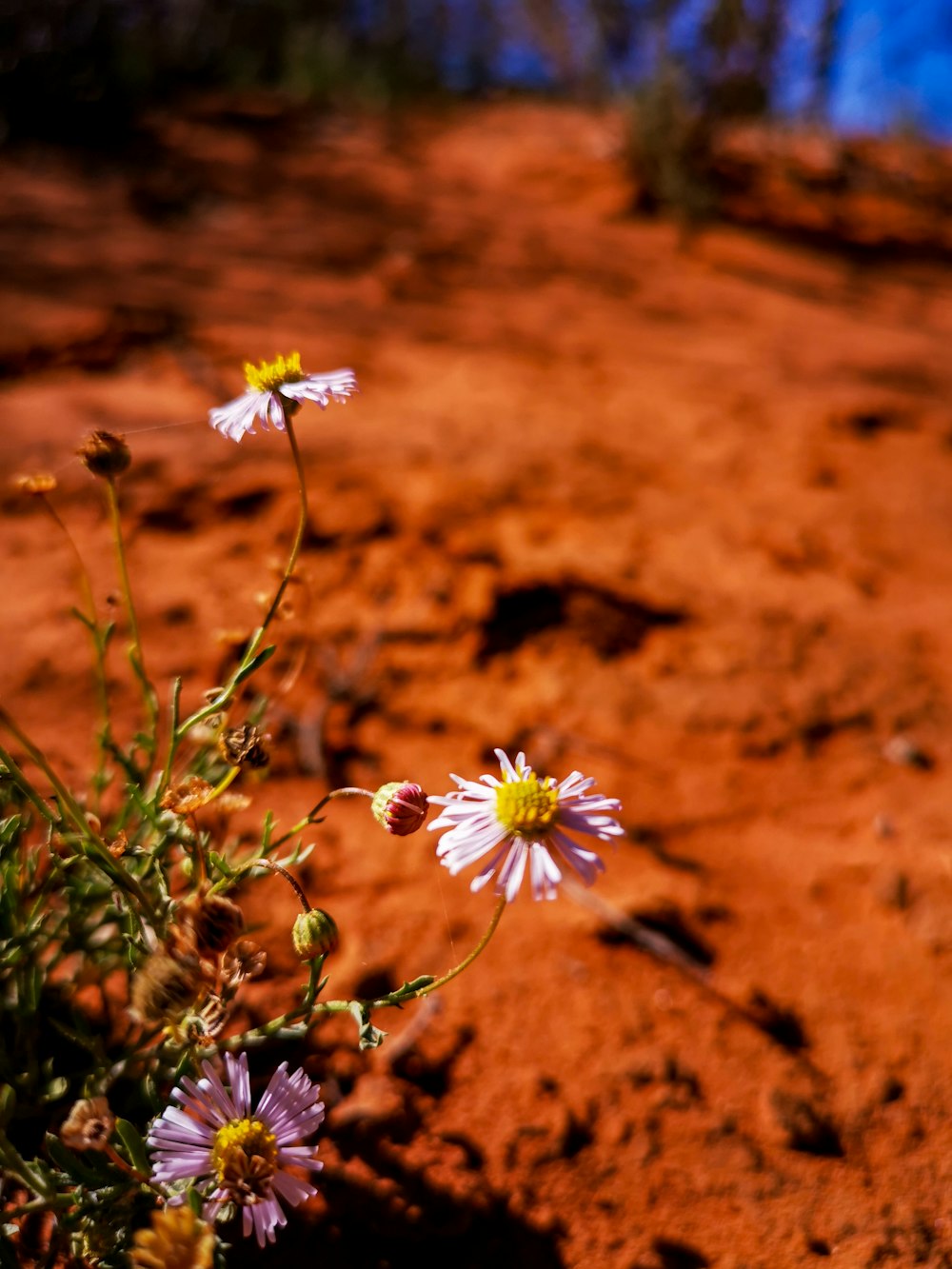 white and yellow flowers on brown soil