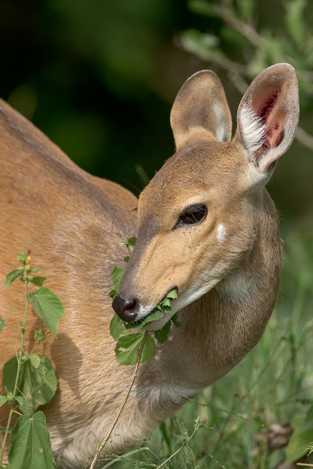 brown deer eating green leaves during daytime