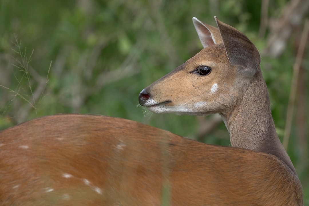 brown deer on green grass during daytime