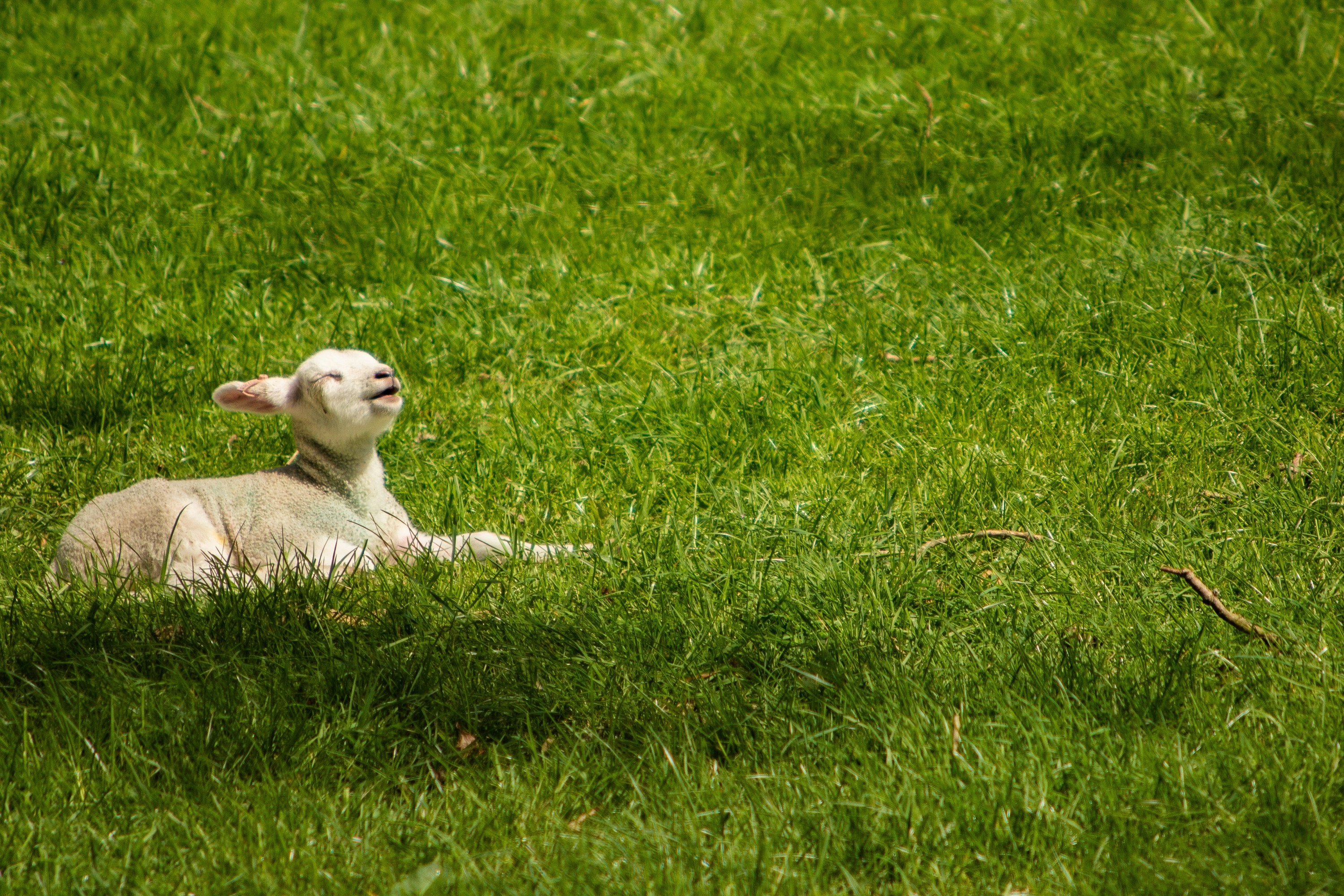 The Wool Wire | March 20, 2024