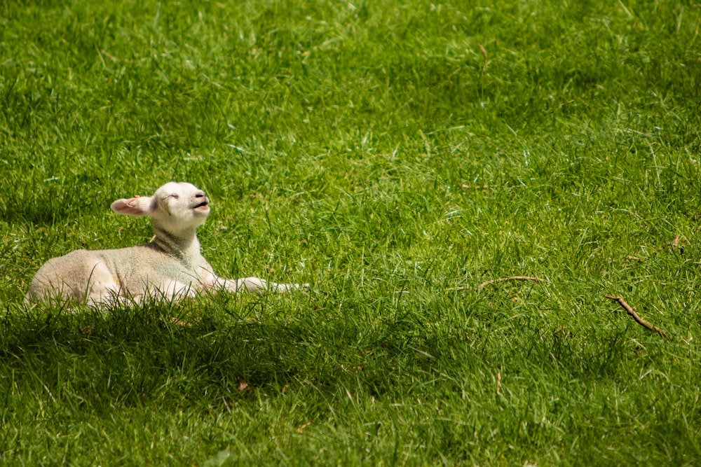 white sheep on green grass field during daytime