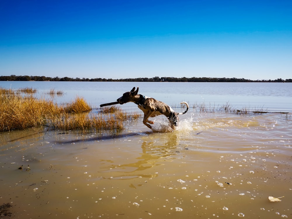 brown and white short coated dog running on water during daytime