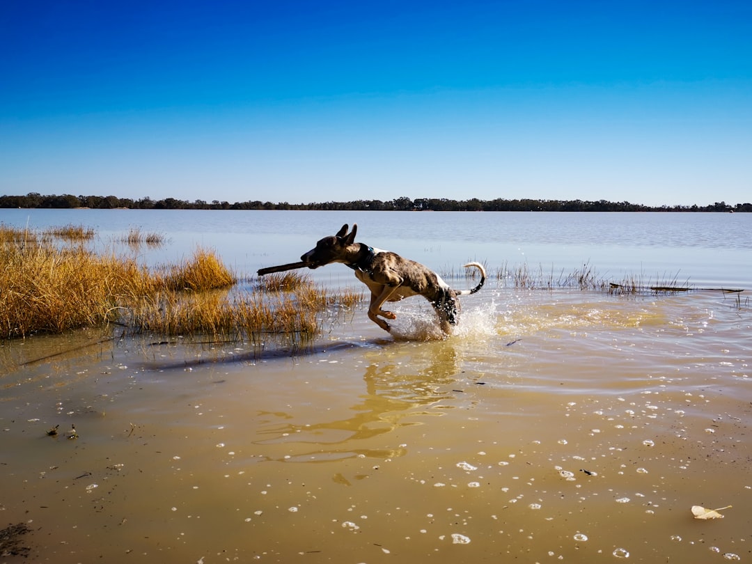 Wildlife photo spot Menindee Lakes NSW