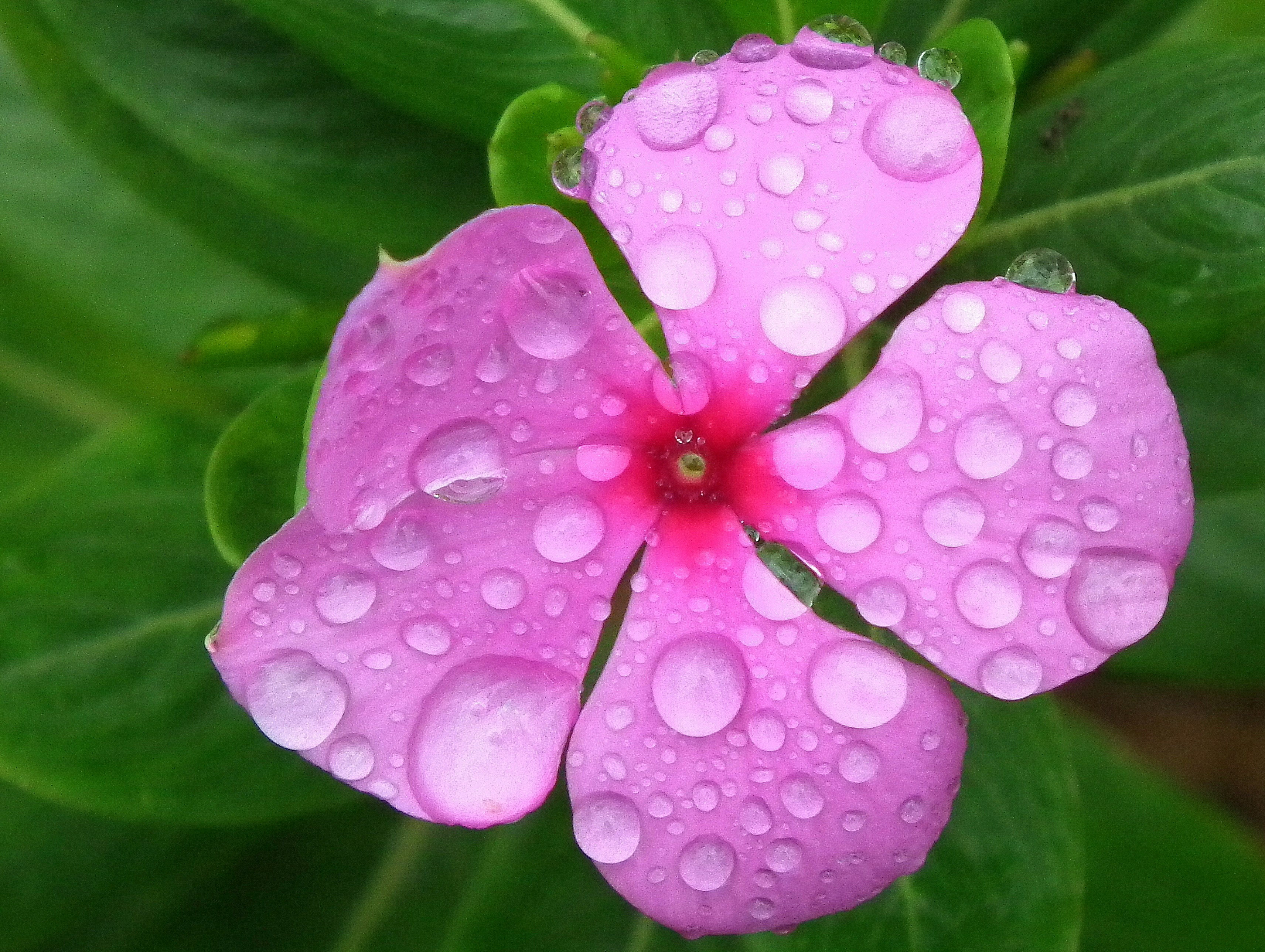 Droplets On Flower Pictures Download Free Images On Unsplash