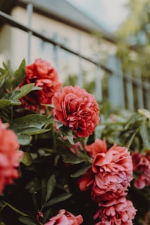 A vibrant cluster of deep red peonies in full bloom against a blurred garden background.