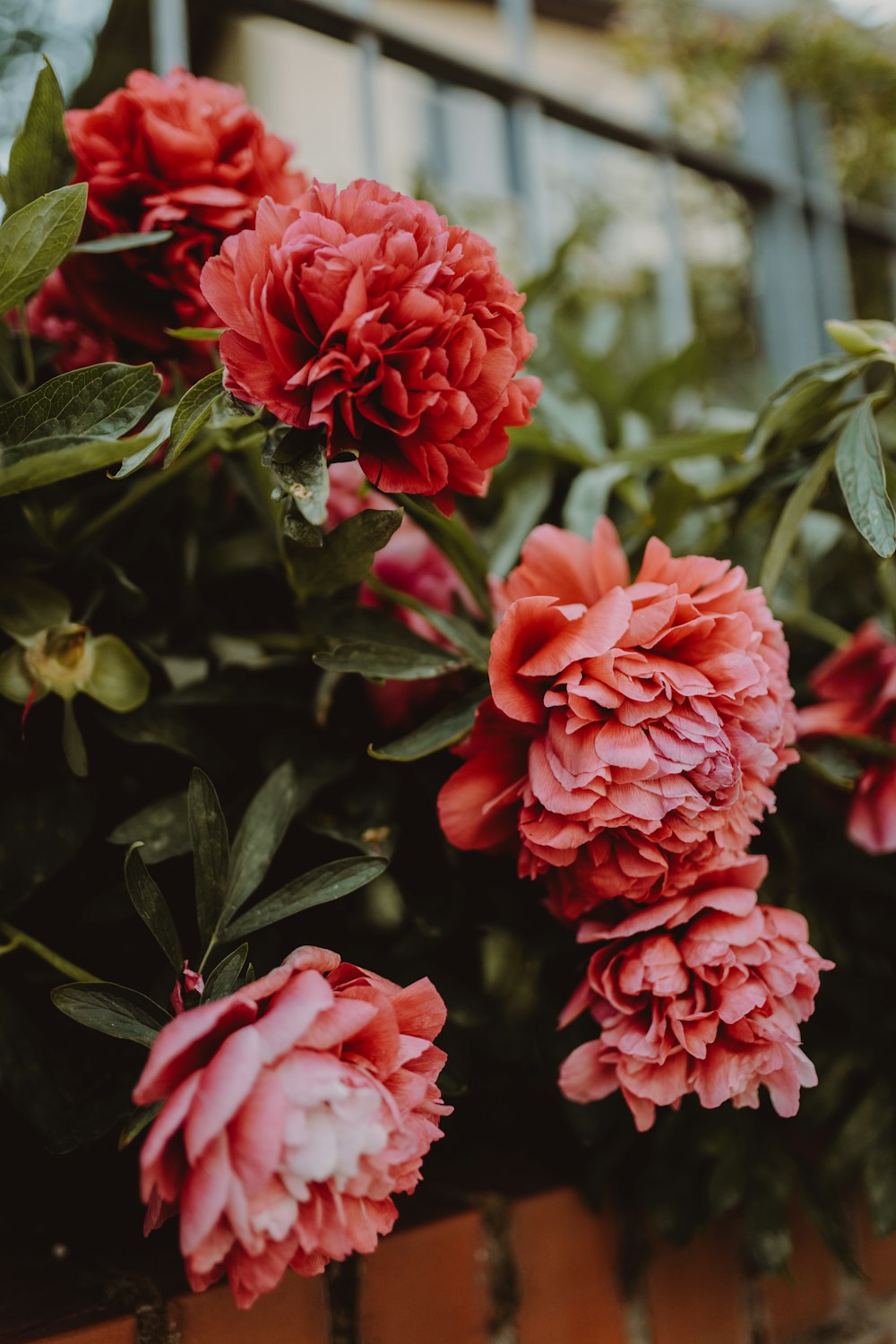 Rosas rosadas en flor durante el día