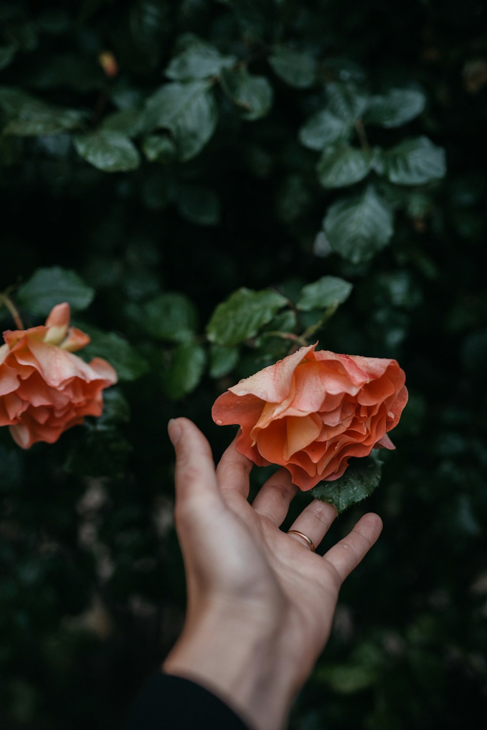 person holding orange flower in close up photography