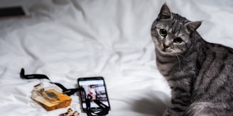 silver tabby cat on white textile