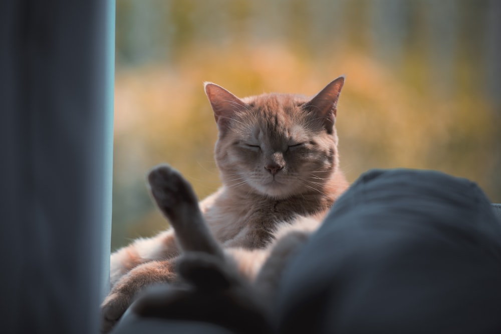 brown and white cat on black textile