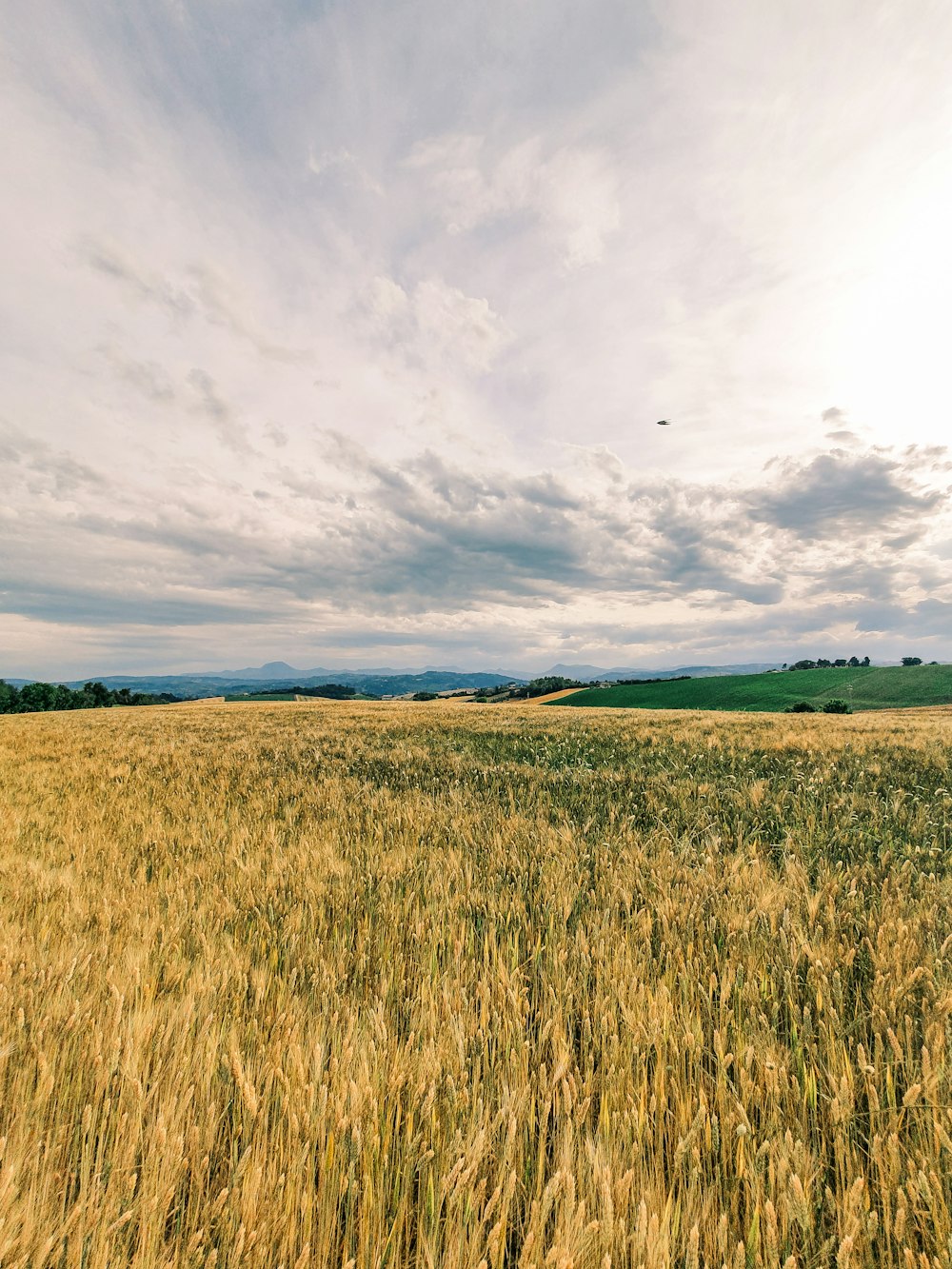 green grass field under cloudy sky during daytime