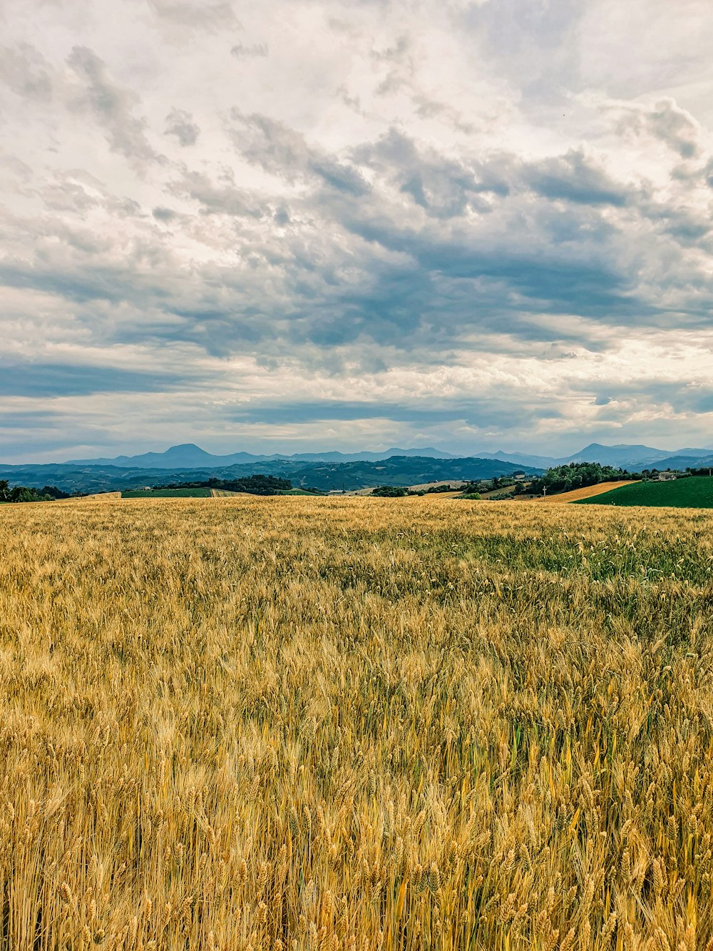 green grass field under cloudy sky during daytime