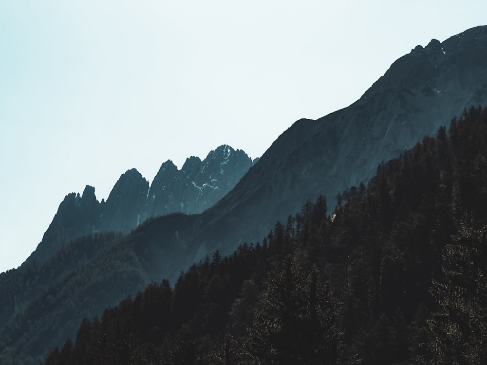 green trees on mountain during daytime