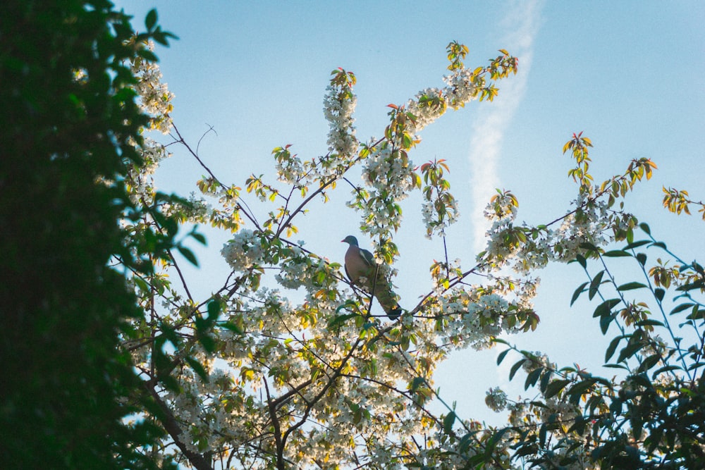 brown bird on tree branch during daytime