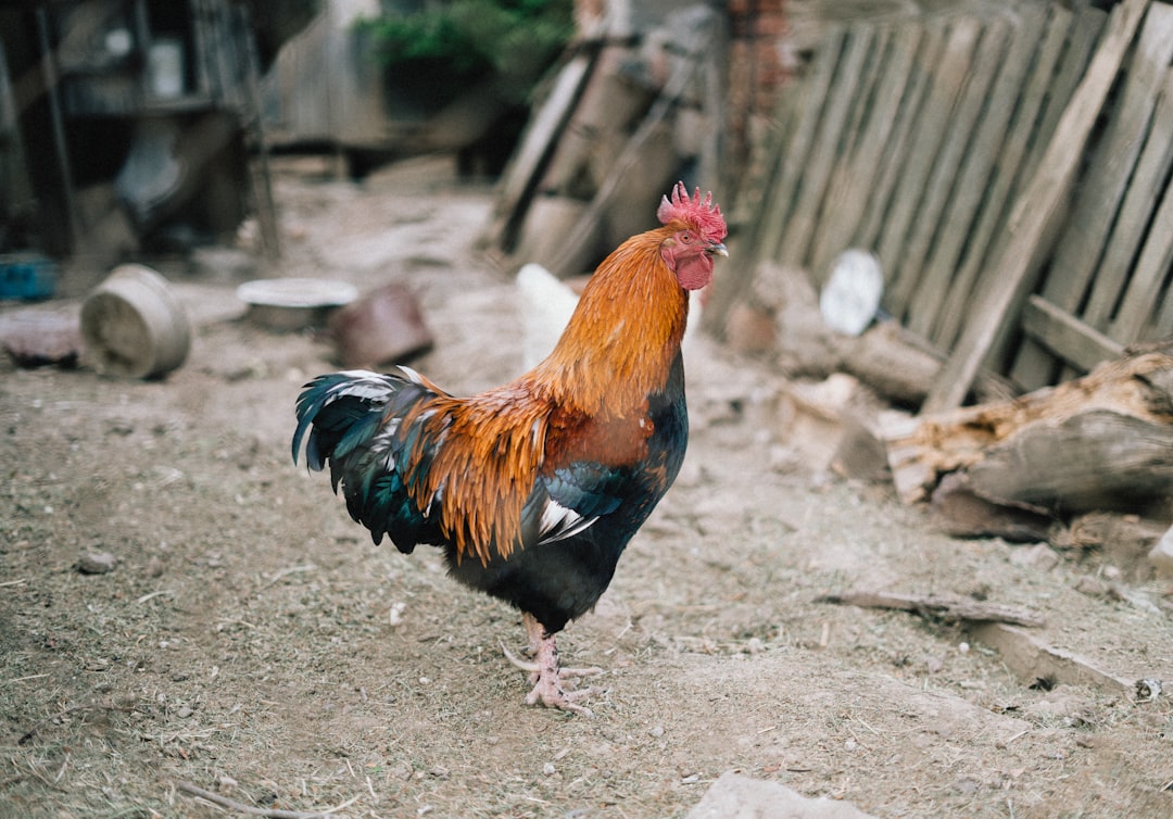 brown and black rooster on ground during daytime