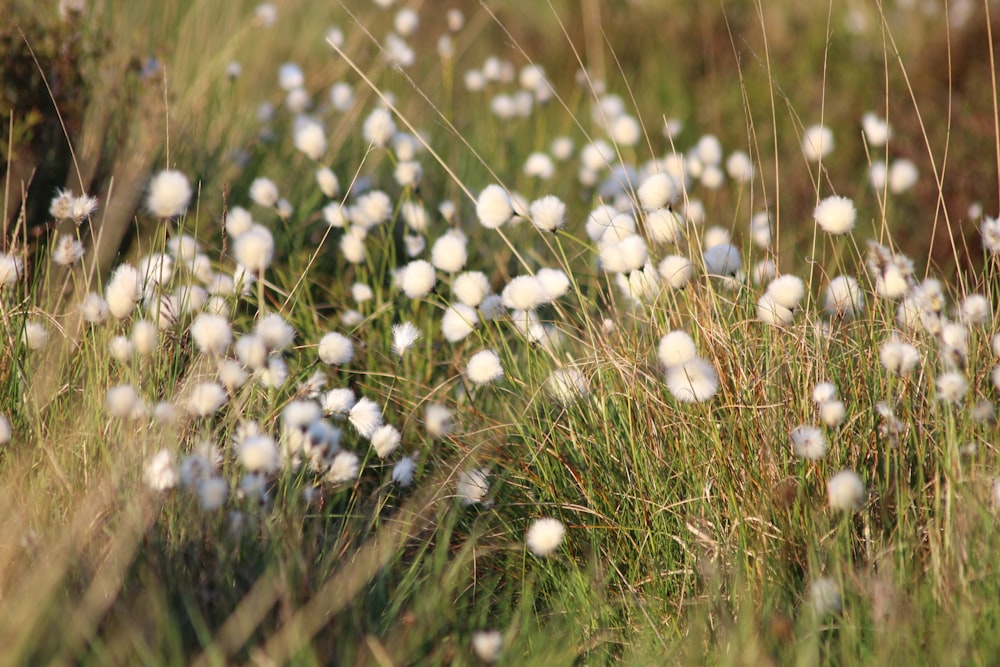 接写写真の白いタンポポの花