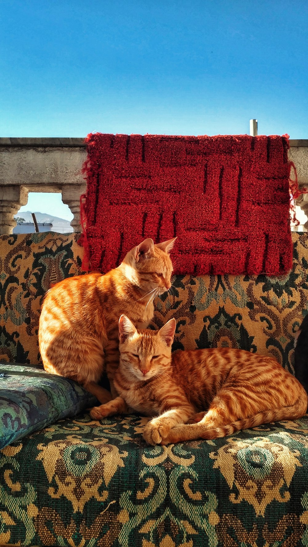 orange tabby cat on black and white textile