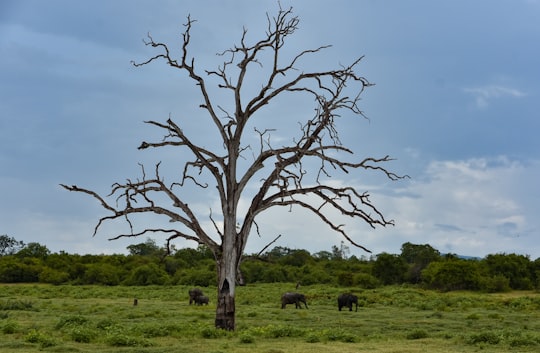 leafless tree on green grass field during daytime in Udawalawa Sri Lanka