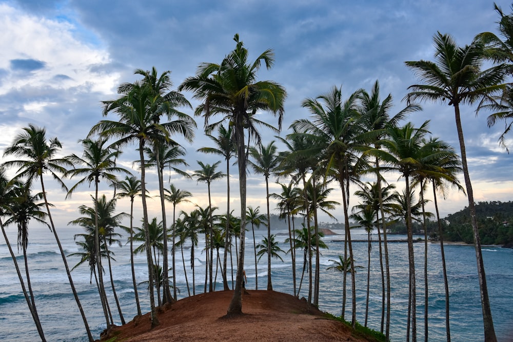 palm trees on brown sand beach during daytime
