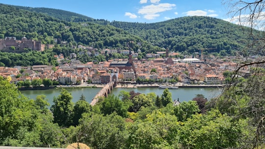 green trees near body of water during daytime in Heidelberg Germany