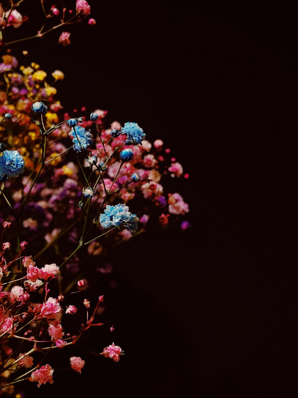 blue and pink flowers in black background