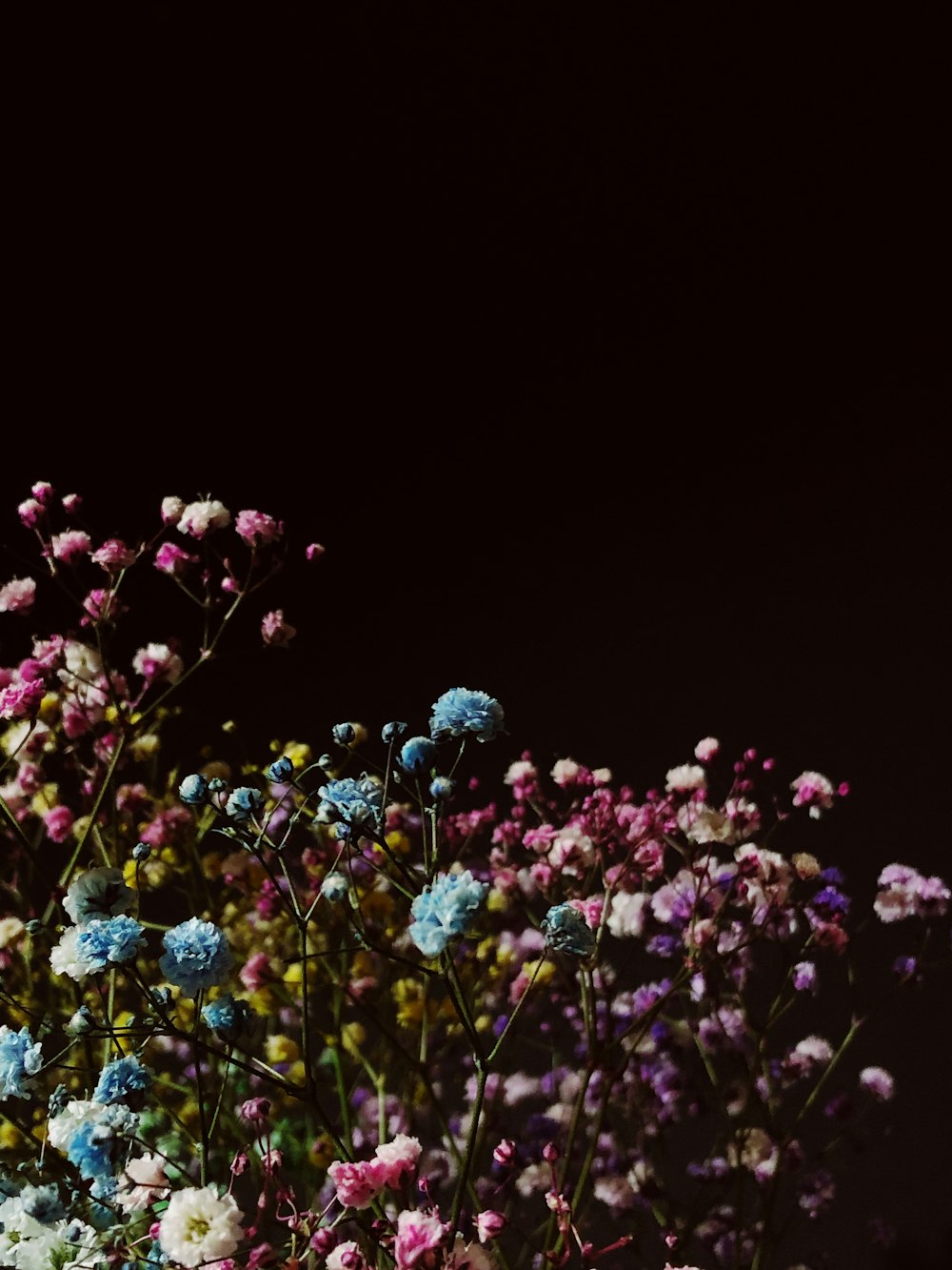 purple flowers with black background