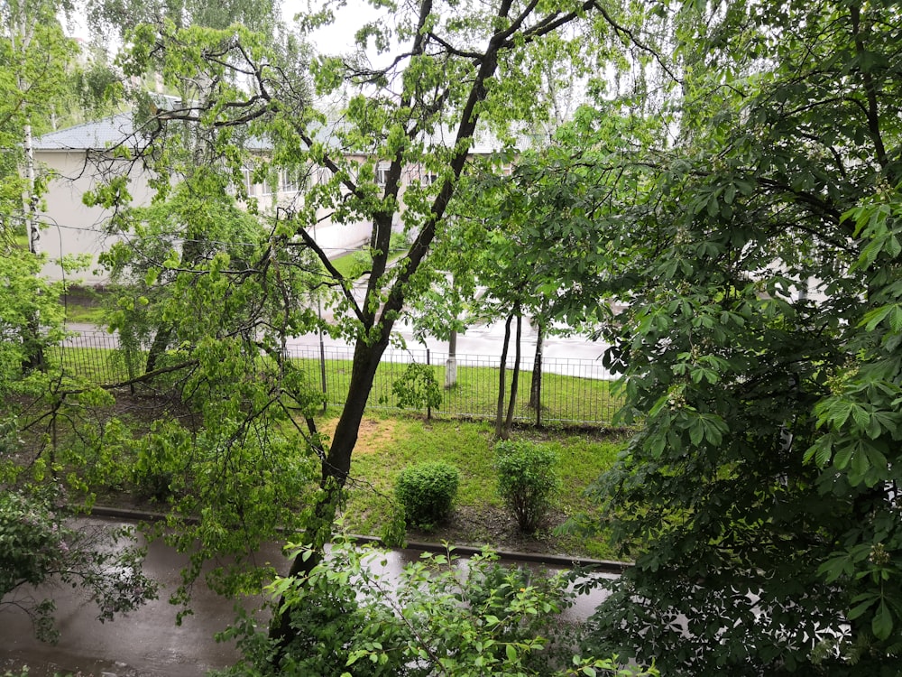 green trees near body of water during daytime