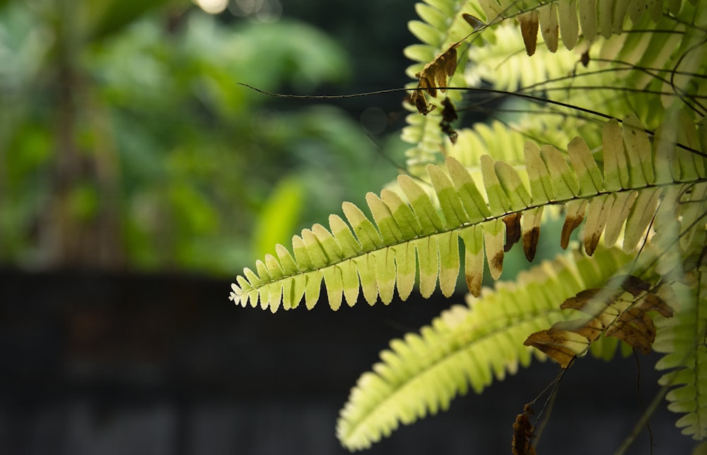 green leaf in close up photography