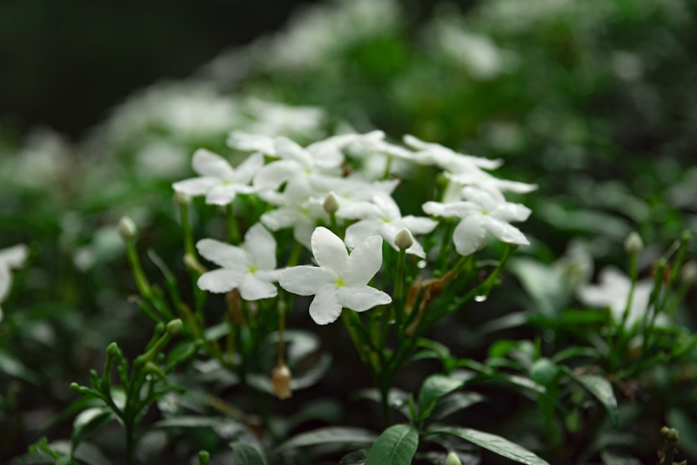 flores blancas con hojas verdes