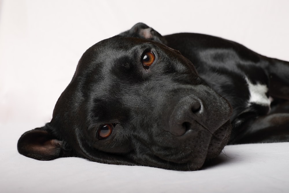 black short coat medium sized dog lying on white textile