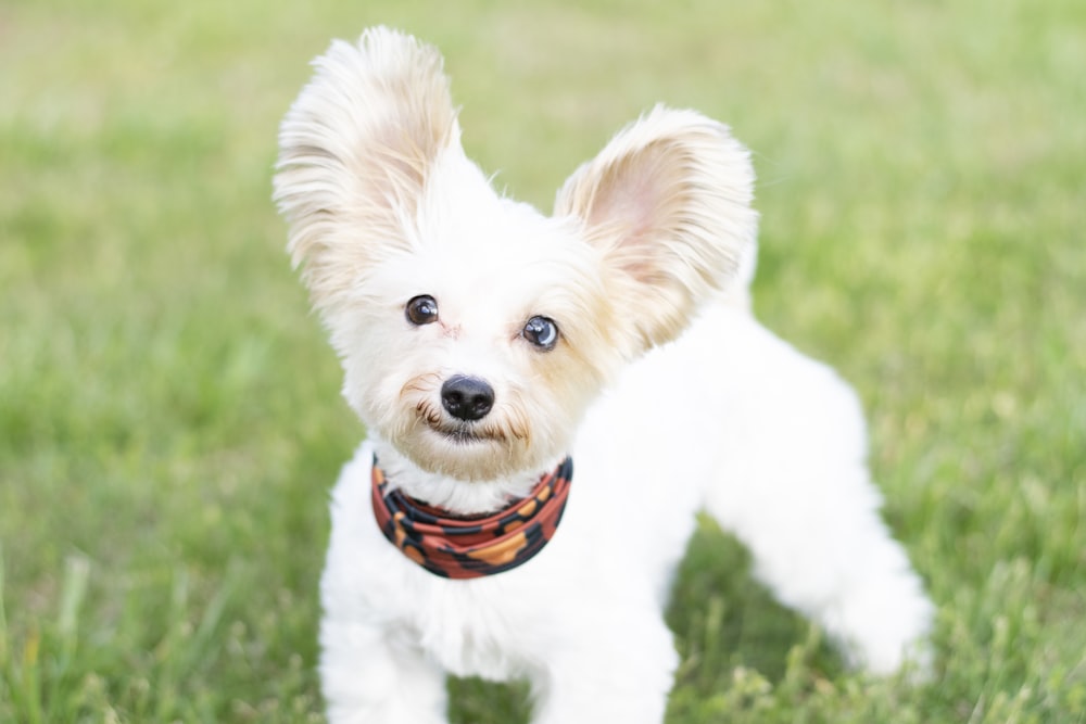 white long coat small dog with black and white scarf on green grass field during daytime