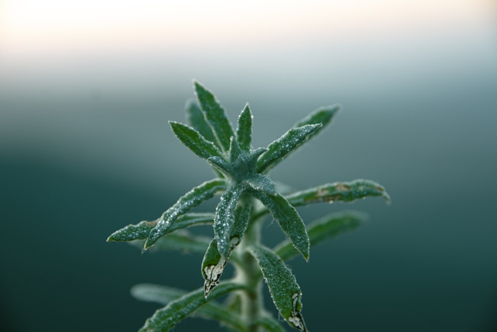 a green plant with drops of water on it