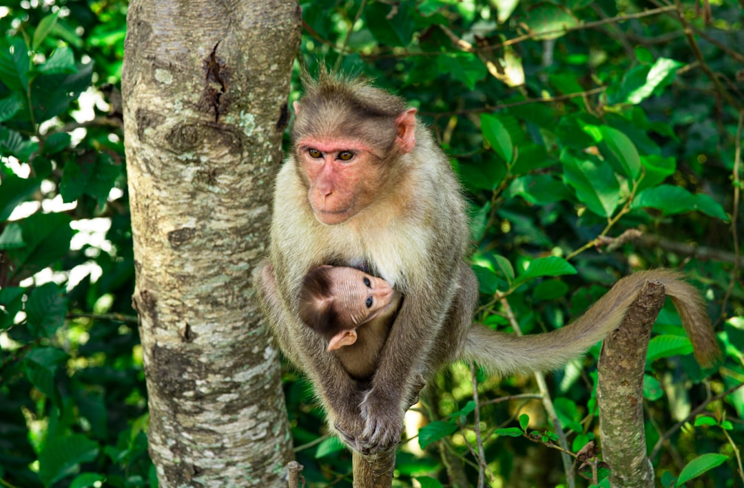 Jungle photo spot Munnar Kottayam