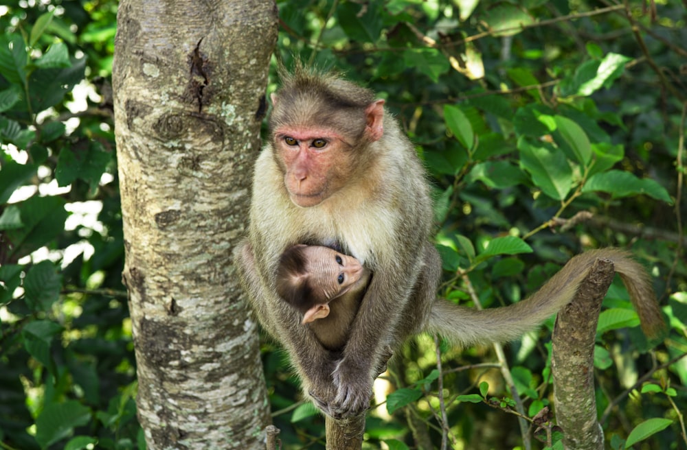 brown monkey on tree branch during daytime