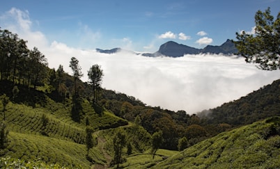 green trees on mountain under white clouds and blue sky during daytime