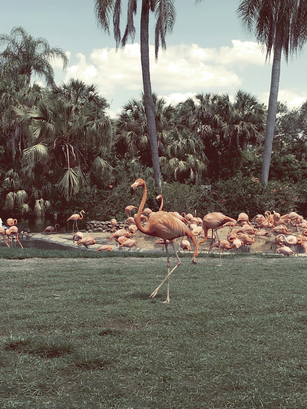 flock of flamingos on green grass field during daytime